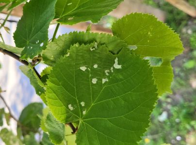 Roztoč Phytoptus tetratrichus