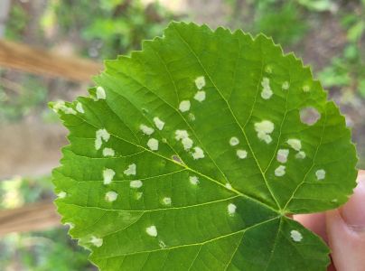 Roztoč Phytoptus tetratrichus