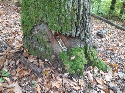 A - nie je v datab&aacute;ze