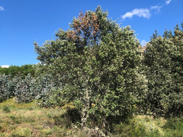 Krasoň Coraebus florentinus