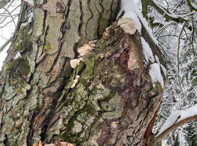 Sivop&oacute;rovka zadymen&aacute;