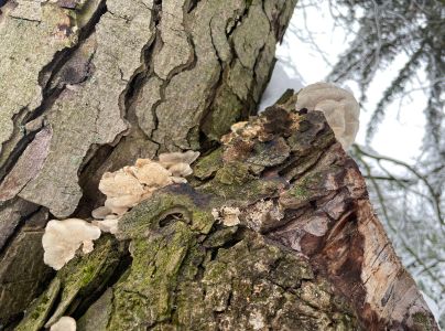 Sivop&oacute;rovka zadymen&aacute;