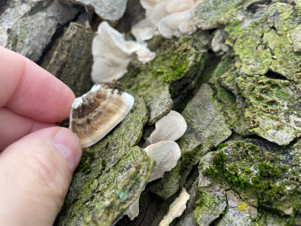 Sivop&oacute;rovka zadymen&aacute;