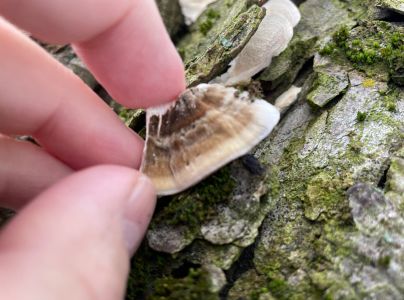 Sivop&oacute;rovka zadymen&aacute;