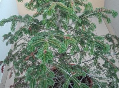 A - nejednoznačne určen&yacute;, nie sme si ist&iacute;