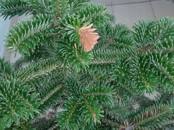 A - nejednoznačne určen&yacute;, nie sme si ist&iacute;