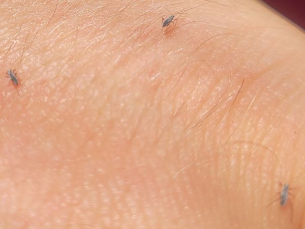 A - nejednoznačne určen&yacute;, nie sme si ist&iacute;