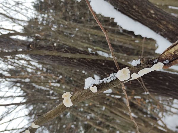 A - nejednoznačne určen&yacute;, nie sme si ist&iacute;