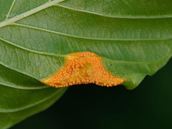 Hrdza korunov&aacute;