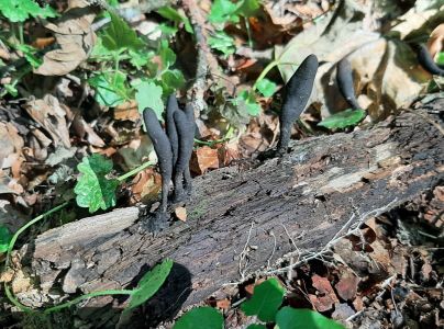 Drevnatec kyjakovit&yacute;