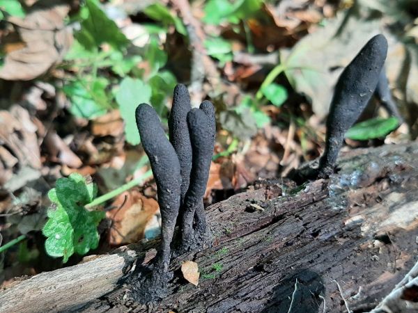 Drevnatec kyjakovit&yacute;