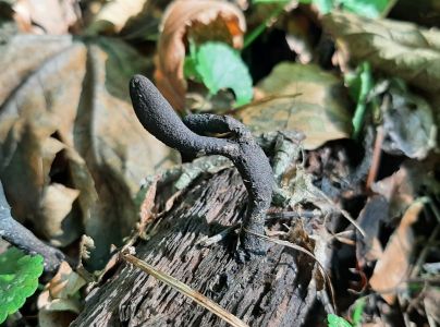 Drevnatec kyjakovit&yacute;