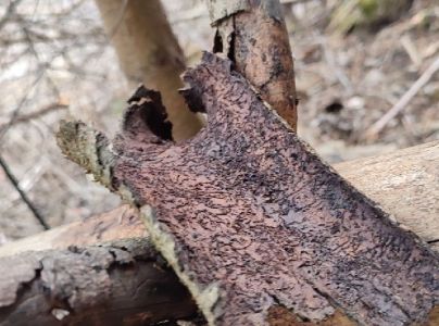 Lykokaz matn&yacute;