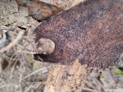 Lykokaz matn&yacute;