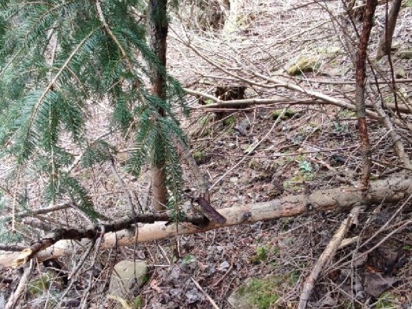 Lykokaz matn&yacute;