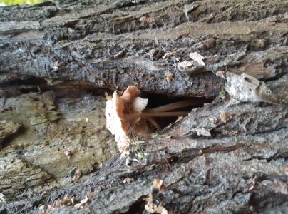 A - nie je v datab&aacute;ze