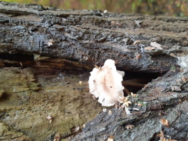 A - nie je v datab&aacute;ze