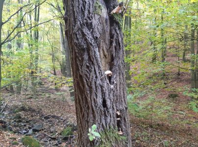 A - nie je v datab&aacute;ze