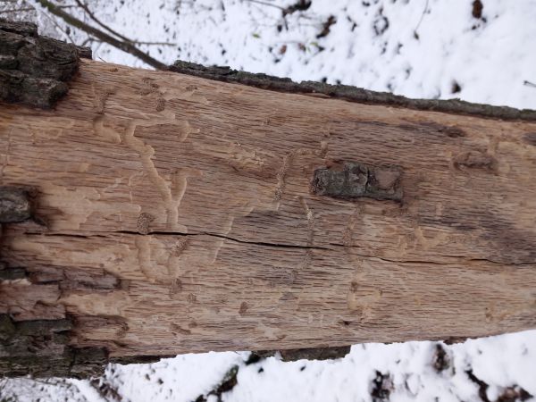 Fuz&aacute;č dubov&yacute;