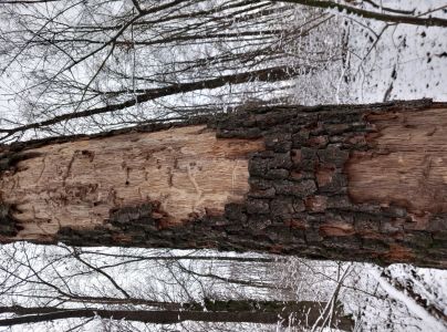 Fuz&aacute;č dubov&yacute;