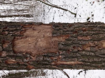 Fuz&aacute;č dubov&yacute;