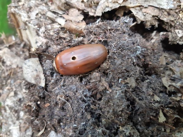 Nos&aacute;nik žaľuďov&yacute;