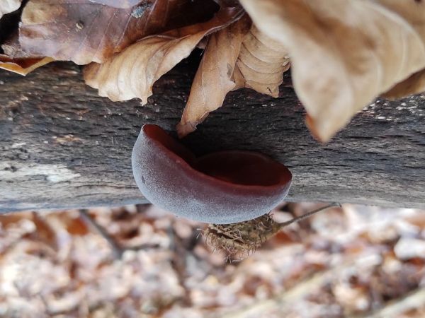 Uchovka bazov&aacute;