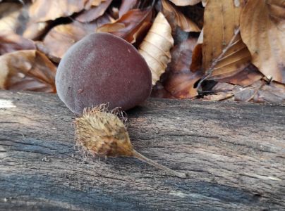 Uchovka bazov&aacute;