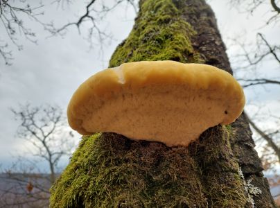 Ry&scaron;avec srstnat&yacute;