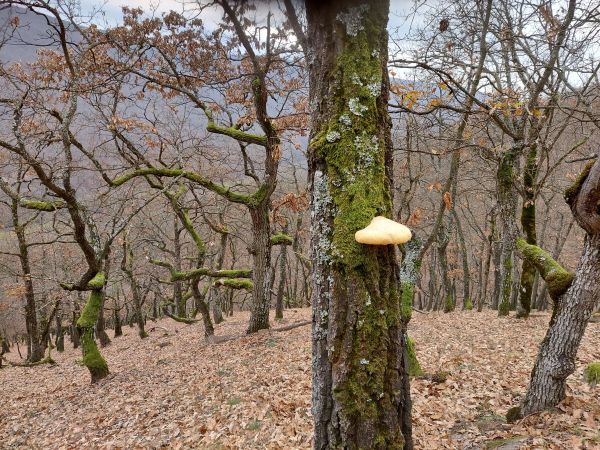 Ry&scaron;avec srstnat&yacute;