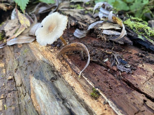 A - nejednoznačne určen&yacute;, nie sme si ist&iacute;