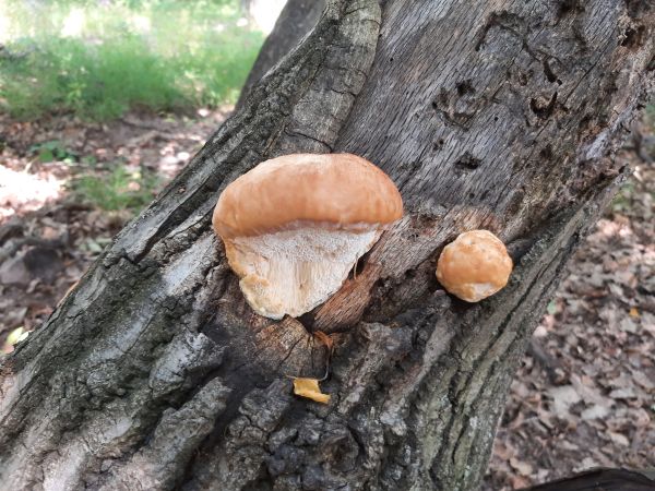 Ry&scaron;avec srstnat&yacute;