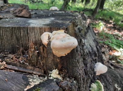 Ry&scaron;avec srstnat&yacute;