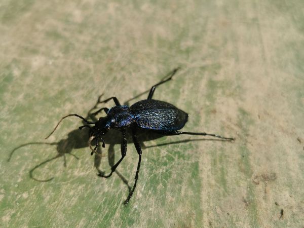 A - nejednoznačne určen&yacute;, nie sme si ist&iacute;
