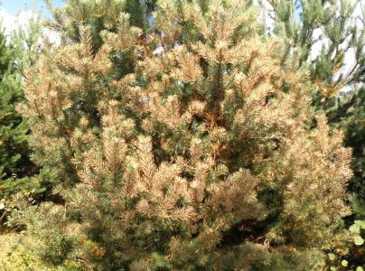 A - nie je v datab&aacute;ze