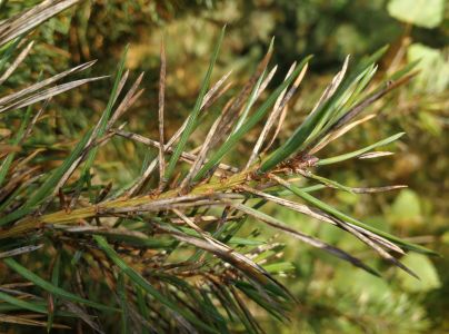 A - nie je v datab&aacute;ze