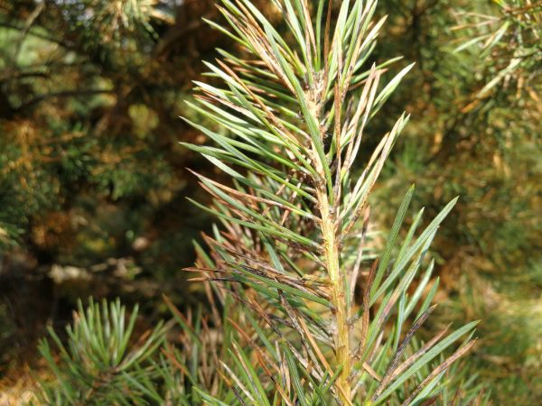 A - nie je v datab&aacute;ze