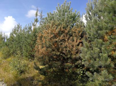 A - nie je v datab&aacute;ze