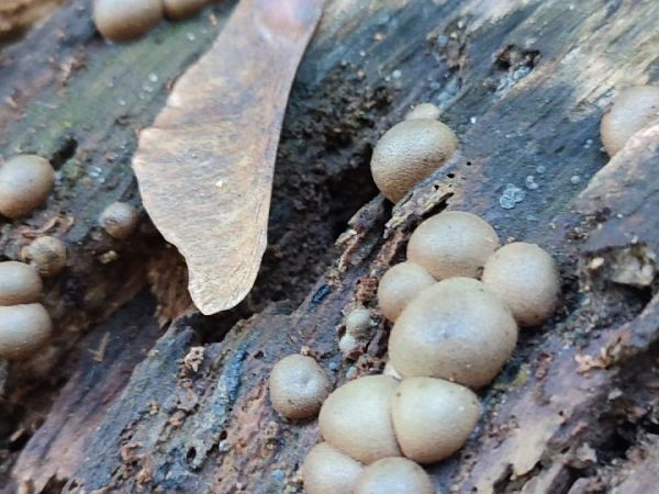 A - nie je v datab&aacute;ze