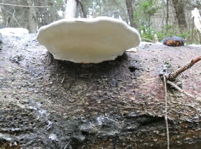 Pr&aacute;chnovček p&aacute;sikav&yacute; 