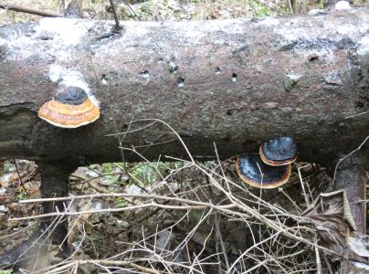 Pr&aacute;chnovček p&aacute;sikav&yacute; 