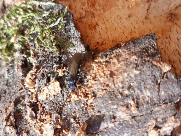 A - nejednoznačne určen&yacute;, nie sme si ist&iacute;