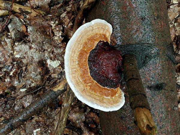 Lesklok&ocirc;rovka ihličnanov&aacute;