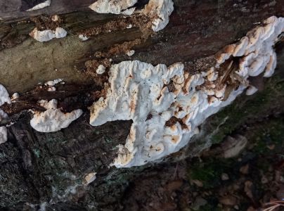 A - nie je v datab&aacute;ze