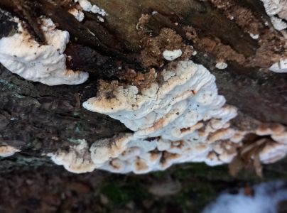 A - nie je v datab&aacute;ze