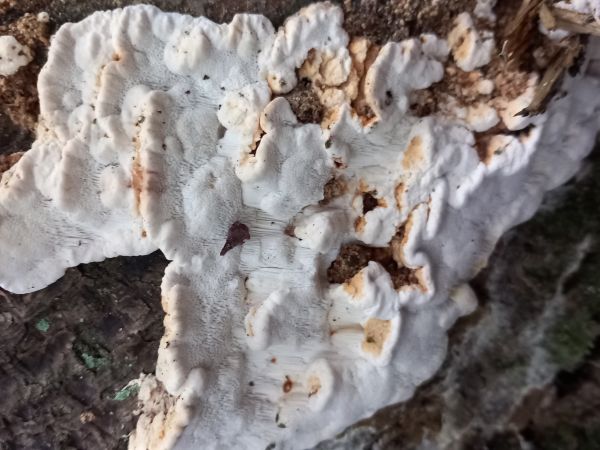 A - nie je v datab&aacute;ze