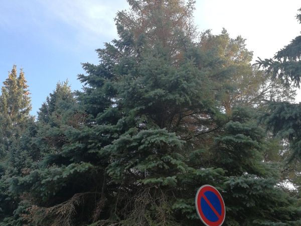 Piliarka horsk&aacute;