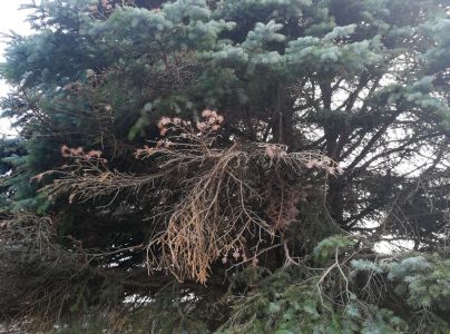 Piliarka horsk&aacute;