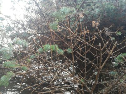 Piliarka horsk&aacute;