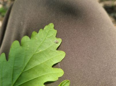 Sietnička dubov&aacute;